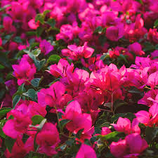 Bougainvillea is not your typical houseplant—in its natural state, it's a sprawling climber and shrub with formidable thorns, often found on the exterior of buildings (like climbing up a trellis or over a fence). Bougain Bgi Premium Plant Foods
