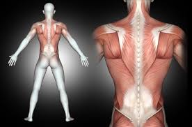 Start studying anatomy abdominal muscles. Premium Psd Human Male Muscle Anatomy Rendering