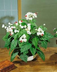 Image result for Clerodendrum abilioi