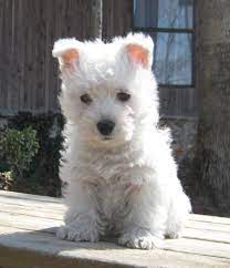 Sweet Little Westie Westie Piaraan Bayi Hewan