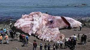 Check spelling or type a new query. Top 10 Cele Mai Mari Animale Din Lume Youtube