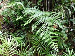 Image result for Blotiella