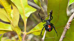 Only female black widow spiders bite humans, and they only do so if disturbed. Black Widow
