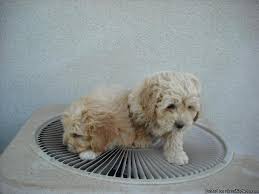 We are available every day. Cockapoos Price 300 For Sale In Riverside Alabama Best Pets Online