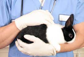 Please contact spay & save with any questions about the program and services. Spaying Or Neutering A Rabbit Facts And Benefits