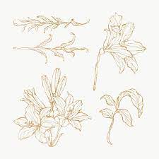 Download Premium Png Of Gold Floral Outline Set Transparent Png 2019745 Flower Outline Leaf Outline Flower Illustration