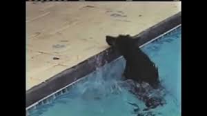 Skamper Ramp Stop Dog Drownings Dogs Pool Outdoor