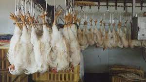 Chickens Still Facing Slaughter In Pain And Fear News The Times