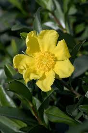 Image result for Dilleniaceae