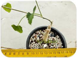 Image result for Corallocarpus bainesii