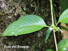 Image result for Sabicea