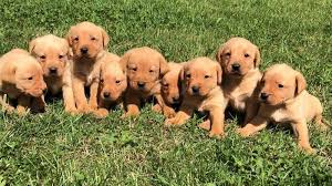 Puppies will also be ak…. A Guide To The Fox Red Labrador Retriever Inspire Dogs