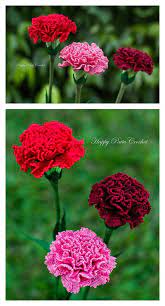 Crochet Carnation Flower Patterns For Mother S Day Crochet Rose Crochet Flower Tutorial Crochet Flowers