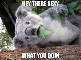 22 Hysterical Animal Memes That Won T Laugh Fail To Make You Laugh Funny Koala Koala Bear Koala Meme