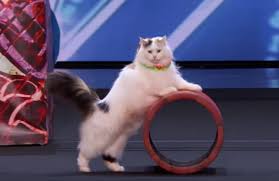 America S Got Talent Savitsky Cats Act Leaves Simon Cowell Stunned Metro News
