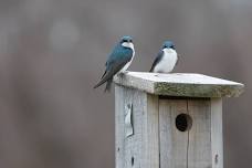 Early Bird Walk at Wellfleet Bay