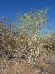 Image result for Acacia fleckii