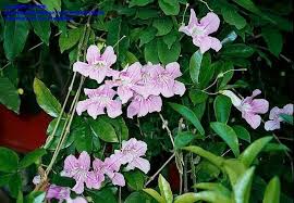 Image result for Bignonia callistegioides