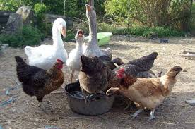 Pourquoi Les Canards Sont Utiles Dans Votre Cheptel Guide Pour Elever Des Poules Dans Son Jardin Elever Des Poules Poule Canard