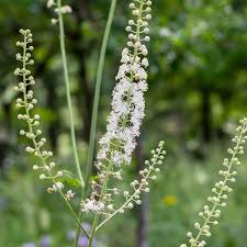 Image result for Acalypha racemosa