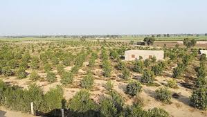 Pakistan Pursuing Ambitious Plan To Increase Olive Production