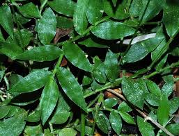 Image result for Oplismenus compositus