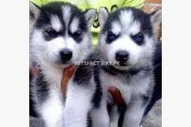 Hi i have 5 beautiful siberian husky puppies for sale. Blue Eyes Siberian Husky Puppies For Sale In Islamabad Pets Factory