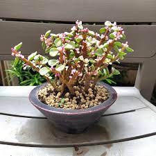 It's one of the shorter. Jade Plant With Flowers Gardening Plants On Carousell