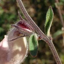 Image result for Ceratotheca triloba