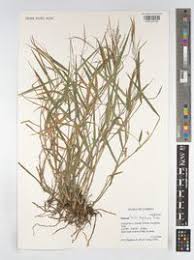 Image result for Isachne angolensis