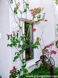 May 13, 2021 · shake the flowers in a bag of salt. Bougainvillea After A Hard Freeze Part 1