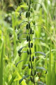 Image result for Sesamum radiatum