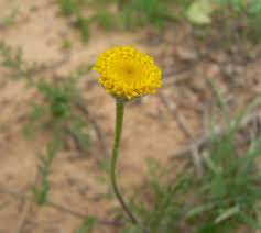 Image result for Brillantaisia pubescens