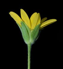 Image result for Aspilia natalensis