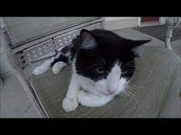 How to knoe what killded my kitten. Killed The Coyotes That Killed My Cat Youtube
