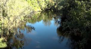 Image result for Alafia caudata