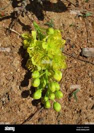 Image result for Ochna pulchra