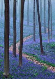 Info over bloei hyacinten, wandelingen, wandelkaart, bosmuseum, geschiedenis en beheer van het bos. 27 B Hallerbos Forest Ideas Forest Bluebells Nature