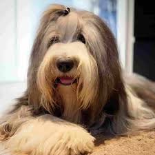 A bernedoodle, and it's absolutely adorable. 13 Big Fluffy Dog Breeds That Are Absolutely Amazing