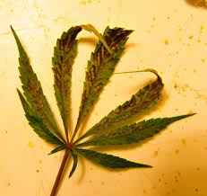 Check spelling or type a new query. Upper Leaves Rust Spots And Crispy Pics Grasscity Forums The 1 Marijuana Community Online
