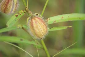 Image result for Crotalaria monteiroi