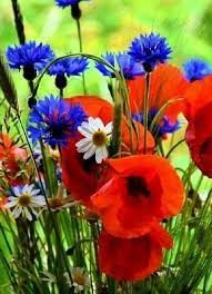 Le immagini arrivano senza telaio in imballaggi di cartone sicuri. Fiori Di Campo Semplici E Bellissimi Fiori Selvatici Bellissimi Fiori Immagini Di Fiori