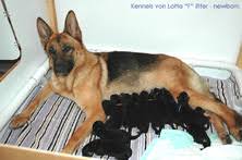 The german shepherds of haus merkel that comprise our world class breeding stock speak for themselves; German Shepherd Breeders German Shepherd Breeder German Shepherds German Shepherd German Shepherd Dog