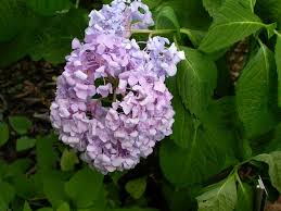 Shrubs, fruit trees and evergreens are also popular. Shrubs For Oklahoma Gardens