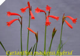 Image result for Cyrtanthus galpinii