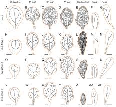 The abc model several arabidopsis homeotic genes have been identified that control the pattern of four floral organs on the newly established floral meristem. The Hve Cand1 Gene Is Required For The Early Patterning Of Leaf Venation In Arabidopsis Flower Drawing Leaves Geometric Tattoo