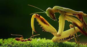 Northern praying mantis is a style of chinese martial arts, sometimes called shandong praying mantis after its province of origin. Praying Mantis Kungfu Indonesia 0818518228 Home Facebook