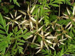Image result for Cerastium indicum