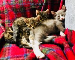 See more ideas about kittens, cats, cats and kittens. Cats And Kittens Cats N Kittens Twitter