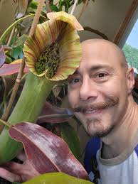 15 inches Nepenthes truncata just opened